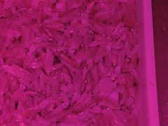 笔管-生鲜便民超市(蚌埠店)