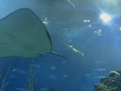 -芜湖新华联大白鲸海洋公园