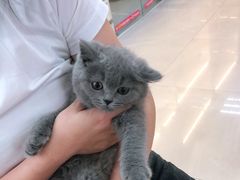 -lincat·猫舍(广州店)
