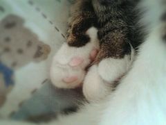 -海边的猫和咖啡馆