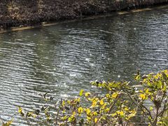 -合肥滨湖国家森林公园