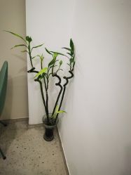 -苗方清颜·祛痘皮肤管理