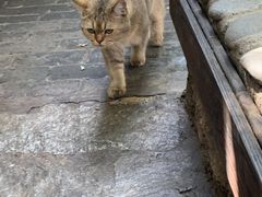 -喵屿·大理花园猫咖