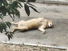 -大连森林动物园