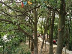 -火炉山森林公园