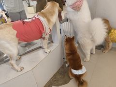 -共舞时光猫咖·狗咖(新街口店)