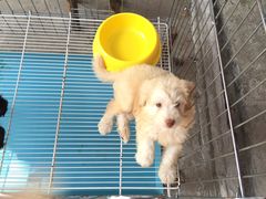 -桂林市花鸟市场