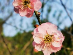 -桃花涧