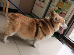-瑞鹏宠物医院•异宠•宠保定点•流浪定点救助宠物医院(青祁店)