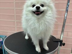 -FAELING PETS美天灵宠物(合生汇店)