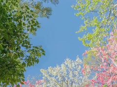 -麦当劳(坂田分店)