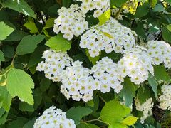 -昆山城市生态森林公园