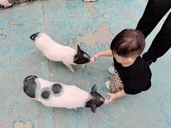 -合肥滨湖国家森林公园