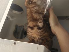 -琪喵猫屋·撸猫猫咖·猫舍