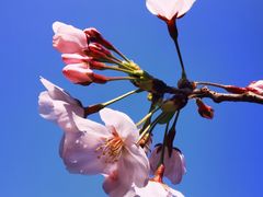 -昆山城市生态森林公园