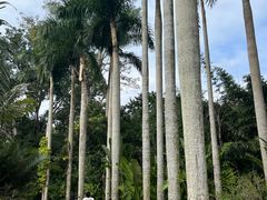 -深圳仙湖植物园