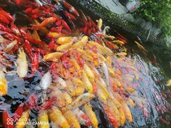 -成飞公园