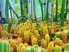 -深圳仙湖植物园