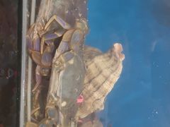 -宾朋海鲜特色美食餐厅·纯手工鲅鱼水饺(兴海路店)