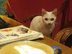-猫色咖啡·猫咖