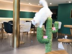 -飞行喵MR PILOT|猫舍·猫咖(静安大融城店)