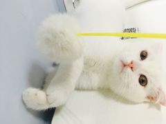 -喵的天空名猫咖啡馆·撸猫·猫舍·用品