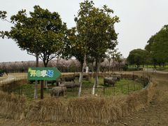 -上海都市菜园