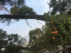 -金鸡山公园