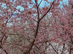-桃花堤公园