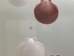 -青岛贝壳博物馆