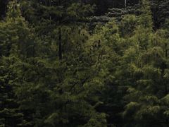 -番禺大夫山森林公园
