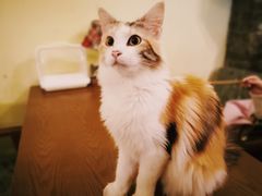 -猫色咖啡·猫咖