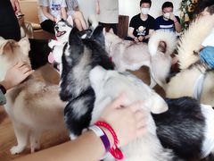 -Husky Go! 哈士奇体验馆·宠物咖啡厅狗咖