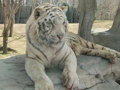 -北京野生动物园