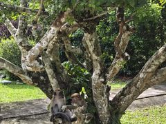 -槟城植物园