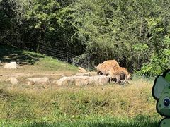 -北京野生动物园