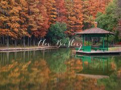 -上海共青森林公园