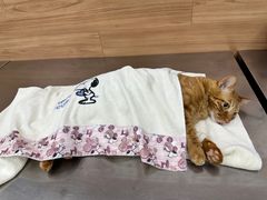 -爱侣宠医·鹦鹉专科·小型哺乳类·异宠专科(灵石路店)