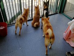 -柴源莊·柴小宠柴犬咖啡
