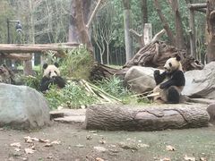 -都江堰中华大熊猫苑