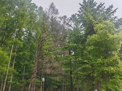 -吉林市朱雀山国家森林公园