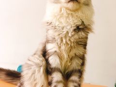 -猫在这儿猫咪咖啡馆·撸猫馆