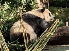 -都江堰中华大熊猫苑