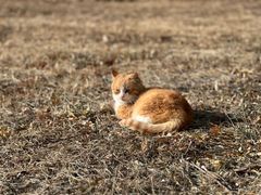 -野鸭湖国家湿地公园