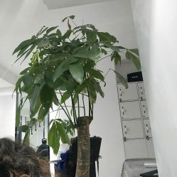 -青禾造型&刺青