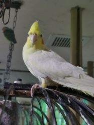 -神奇动物撸宠馆·羊驼·小浣熊·异宠(豫园店)
