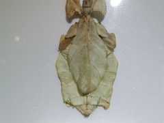 -上海昆虫博物馆