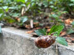 -火炉山森林公园