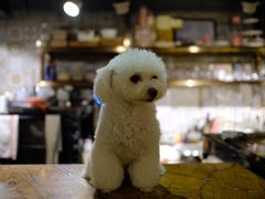 -more than meow吴止猫主题餐厅(承德 中船汇店)