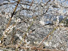 -广州市流溪河国家森林公园